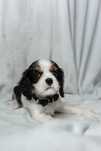 Cavalier king charles spaniel Gotowa do zmiany domu