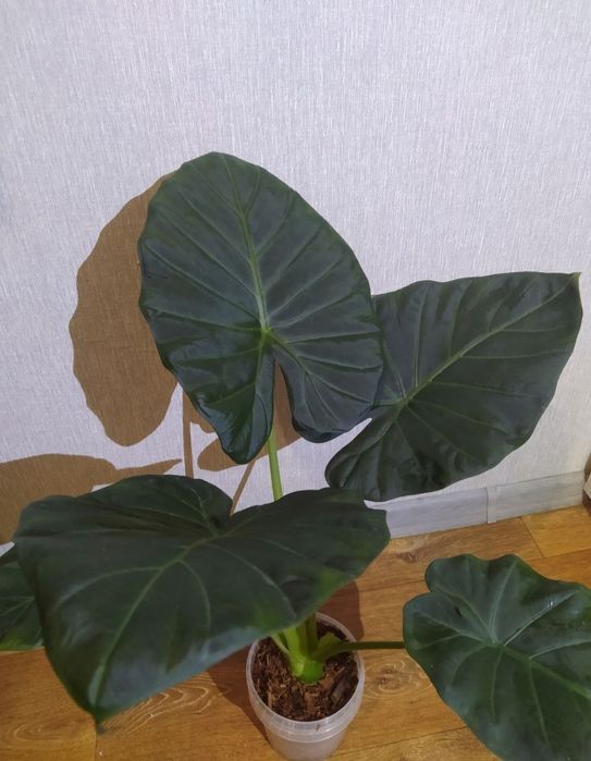 Алоказия Регал Шилдс