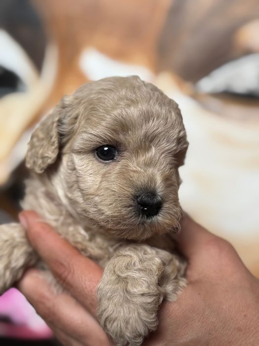 MALTIPOO 1FB - suczka | 75% PUDEL TOY (tata) 25% MALTIPOO (mama)