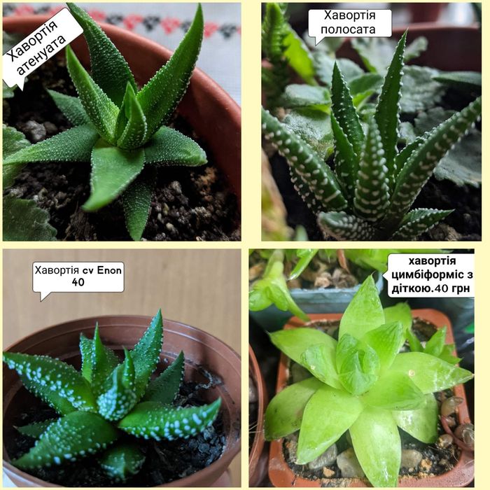 Сукуленти кімнатні