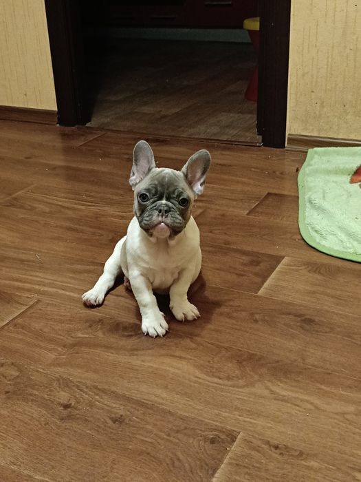 Вязка. Случка. Французский бульдог