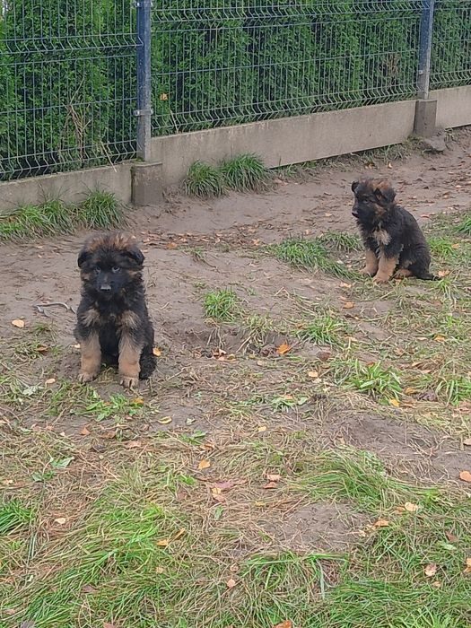 Owczarek niemiecki długowłosy