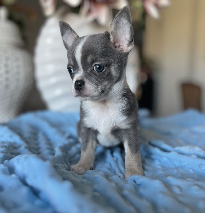 Chihuahua krótkowłosa