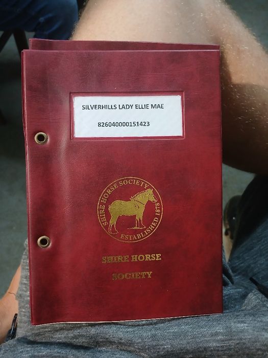 Klacz Shire źrebna Siodło Rekreacja