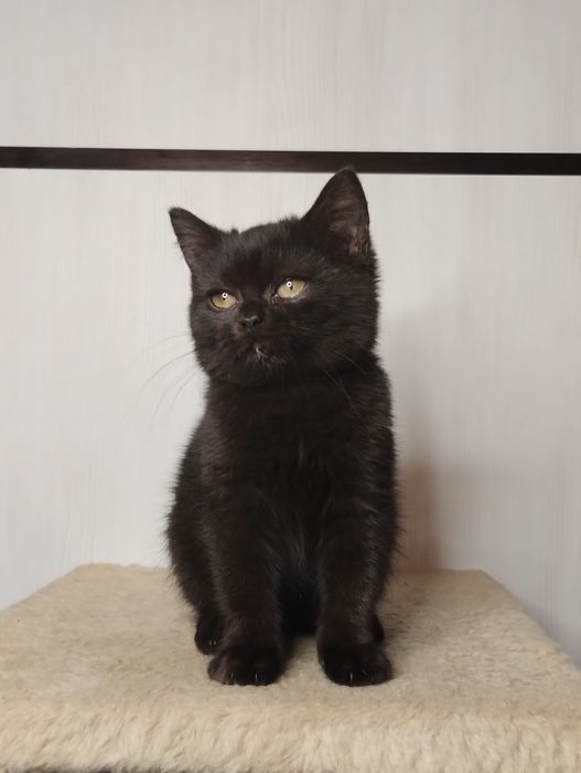 Чистокровний шотландський шоколадний хлопчик з ВАКЦИНАЦІЄЮ