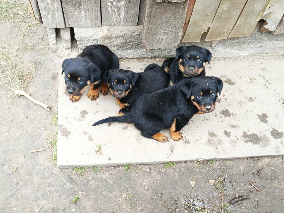 ROTTWEILER z Rodowodem
