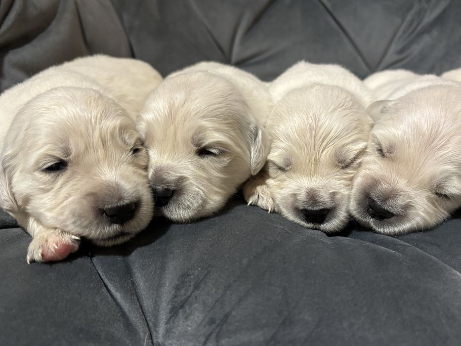 Pies Golden Retriever FCI ZKwP