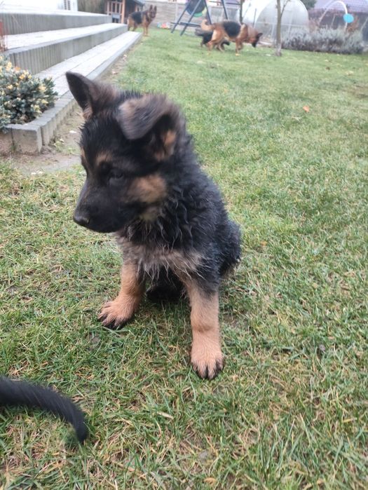 Owczarek niemiecki zkwp