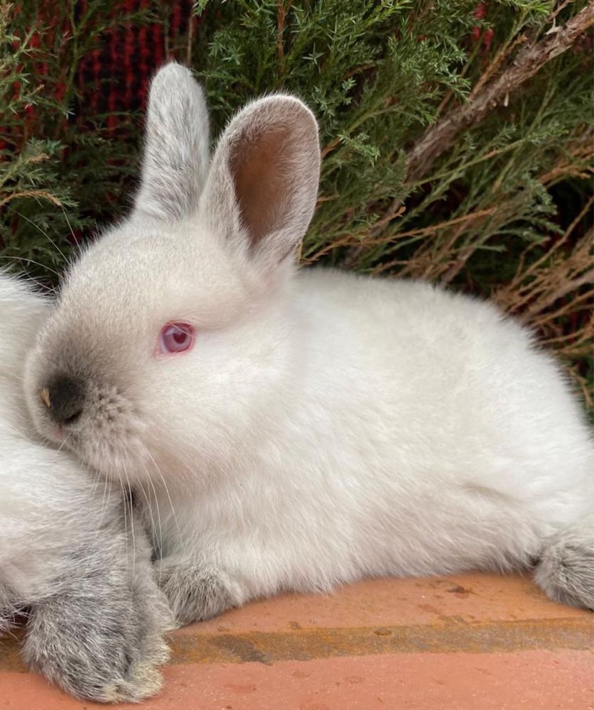 Продам каліфорнію кролі закордону самці