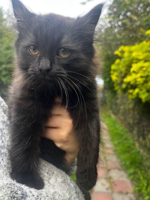 Кошенята в добра руки