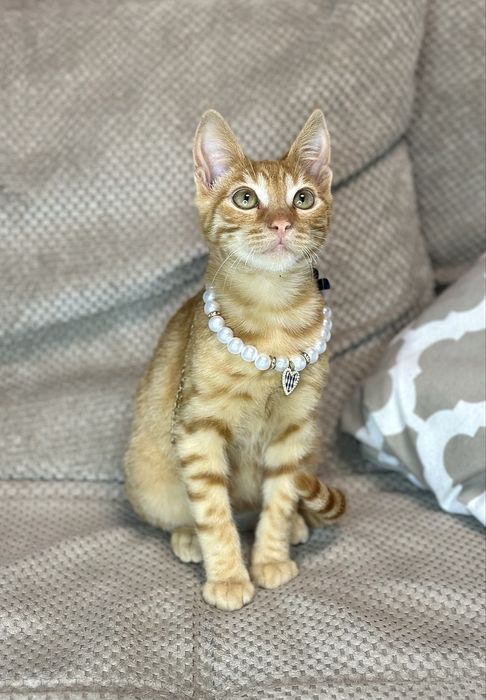 Котик рудий в добрі ручки