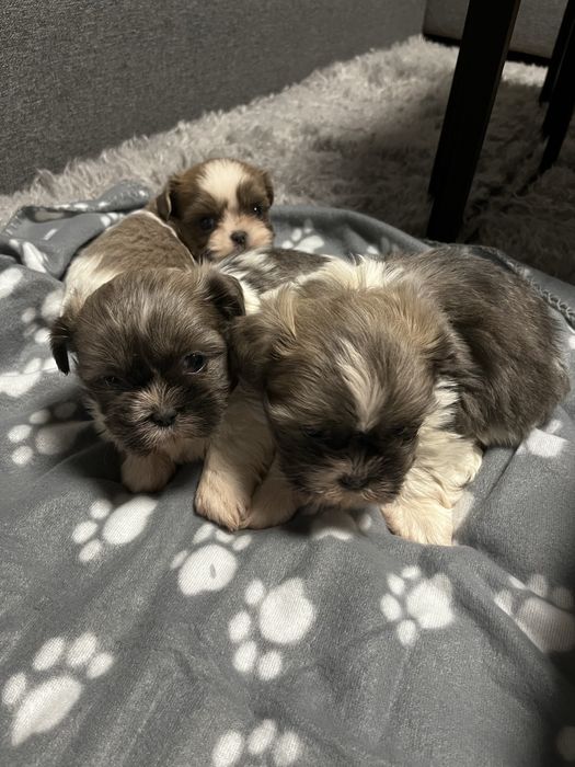 Shihtzu szczeniak shih tzu