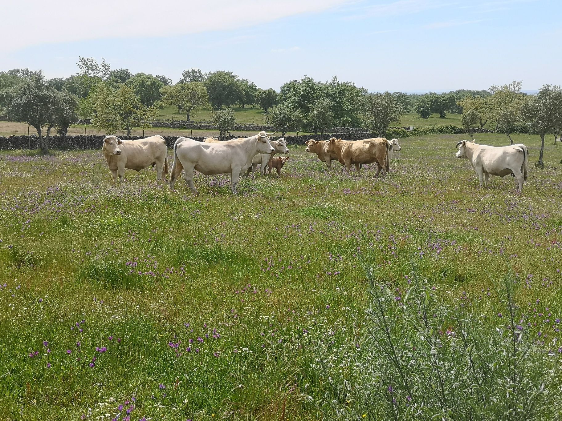 Vacas cx. charolês e cx limousine