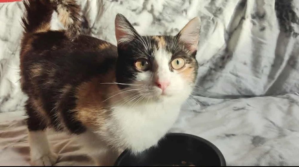 Piękna tricolorka szuka domku