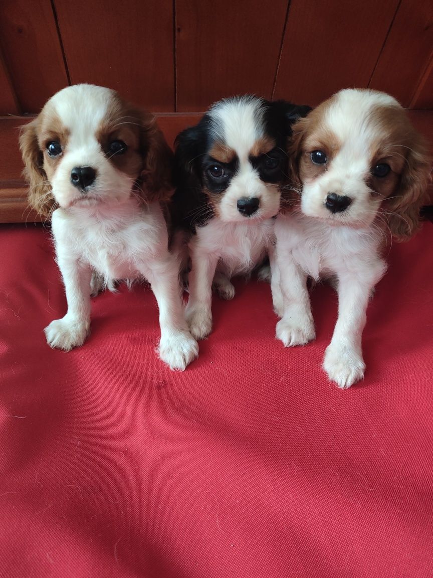 Cavalier King Charles Spaniel