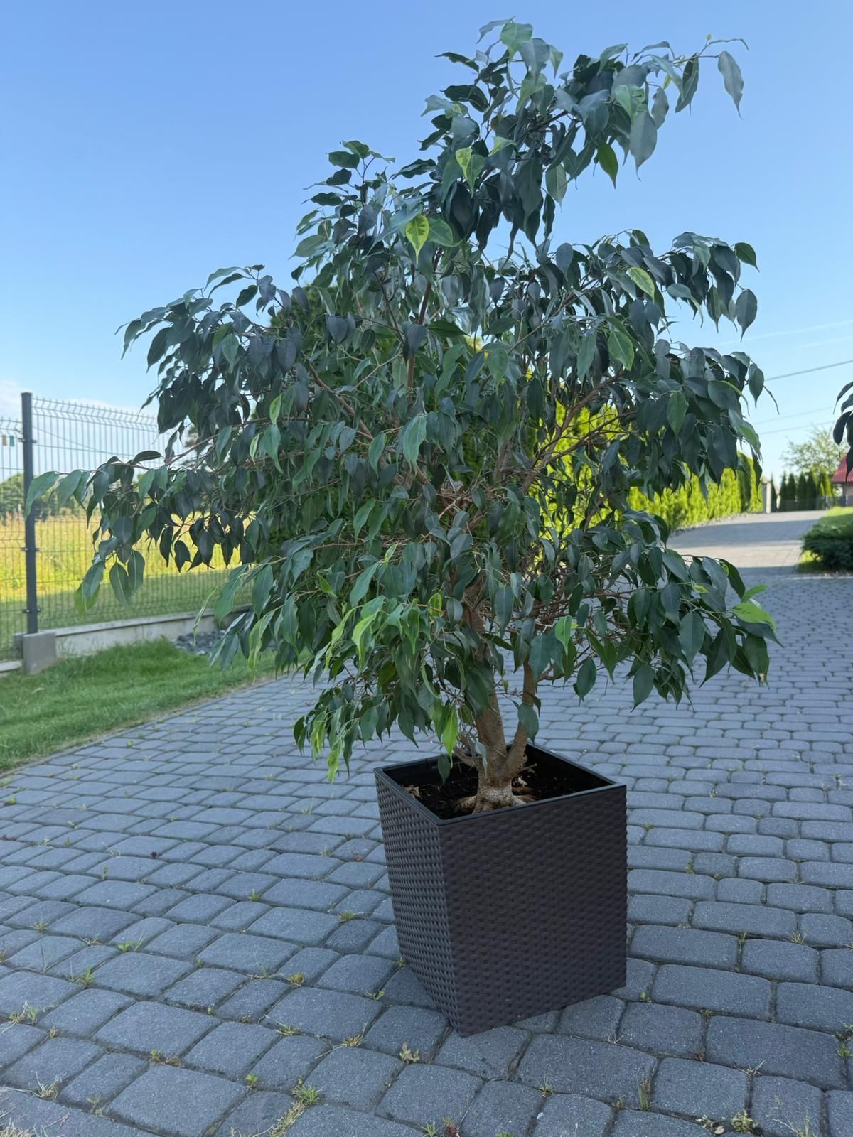 Figowiec benjamina 140cm