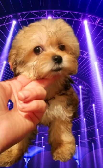 Йоркширський терьер цуценята, Йорк, міні