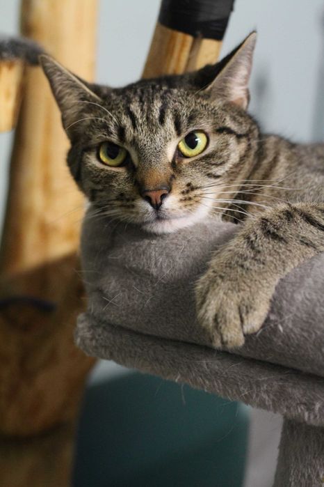 Drugi z braci Mroczek poleca się do adopcji