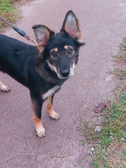 Отдаю собаку бесплатно