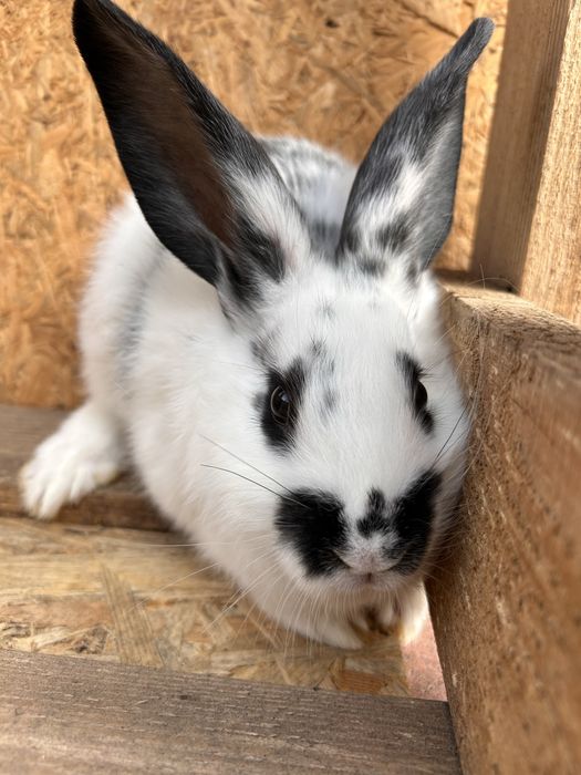 Продам кроленят «Бабочка «