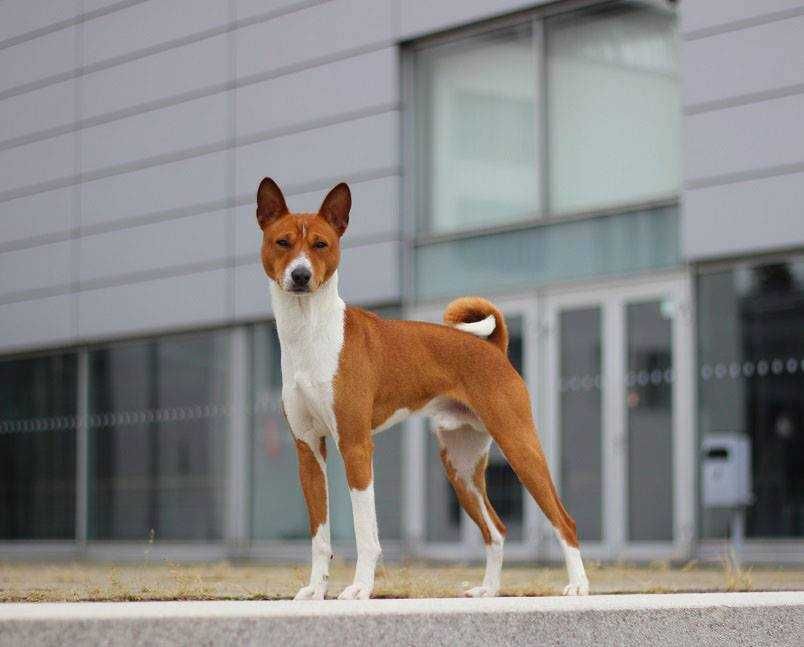 Basenji zapowiedź letniego miotu. Rudo białe i pręgowane po championie