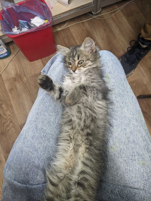 Віддам кошеня дівчинку безкоштовно