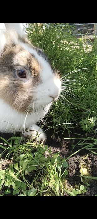 Кролик декоративний