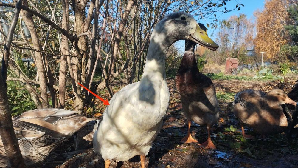 Biegusy indyjskie 3+1 redukcja stada hodowlanego