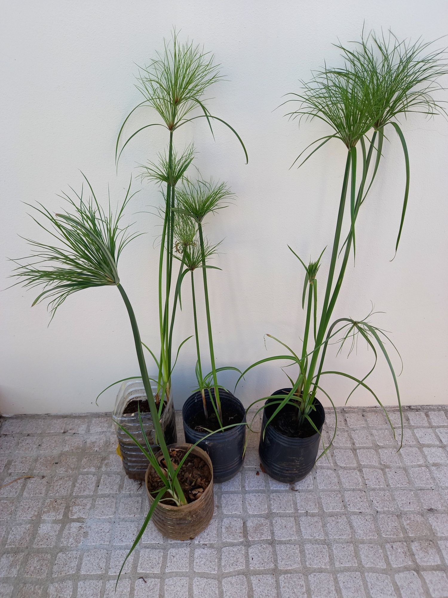 Pés de papiro ou vassourinhas lagos ou jardins