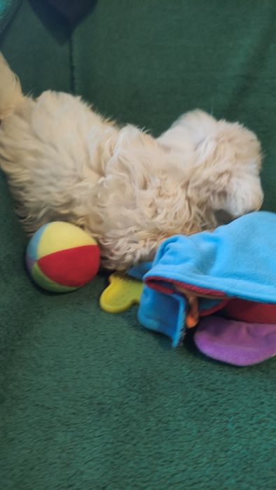 Maltipoo puchata kilka chłopiec Warszawa pudel maltańczyk