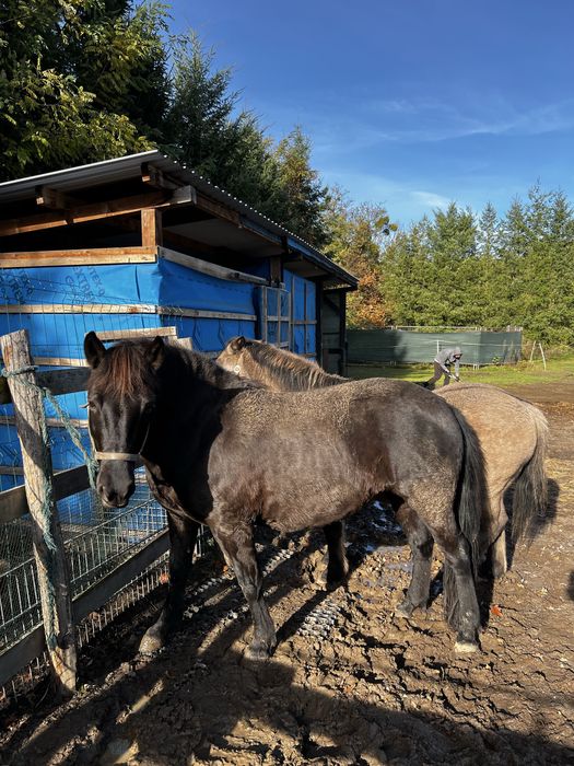 Koń polski mor i herbenka
