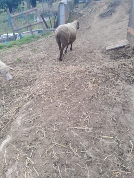 Vendo ovelha cx merino preto
