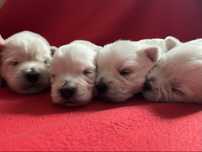 West Highland White Terrier szczeniaki