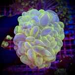 Plerogyra sp Yellow Grafted Cat Eye Bubble Coral L Akwarium Morskie