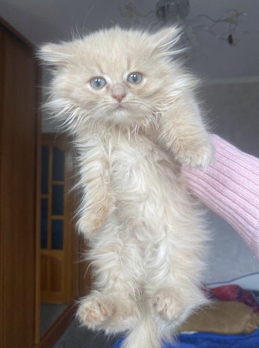 Волшебно красивая радость