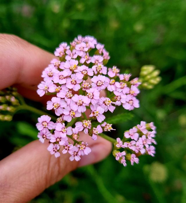 Тысячелистник астильба маргаритка