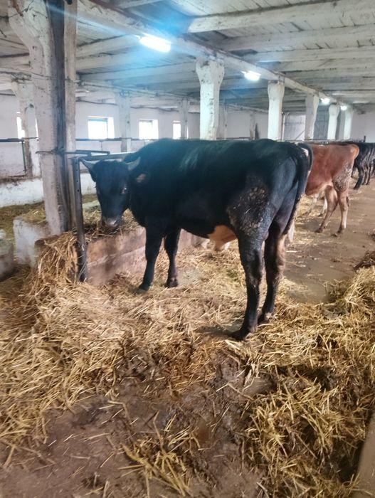 Продається бик..