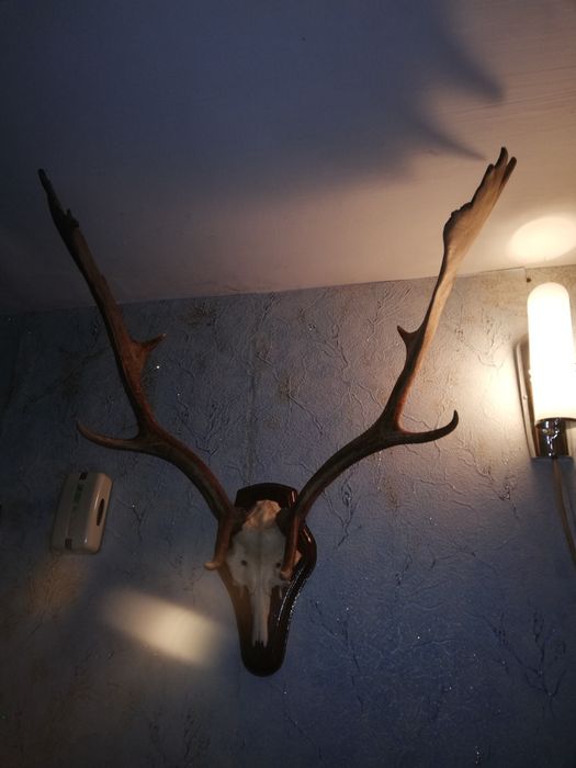 Продам оленьи и лосины роги.