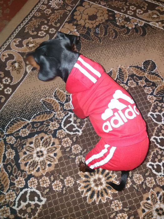 Костюм adidog для собак