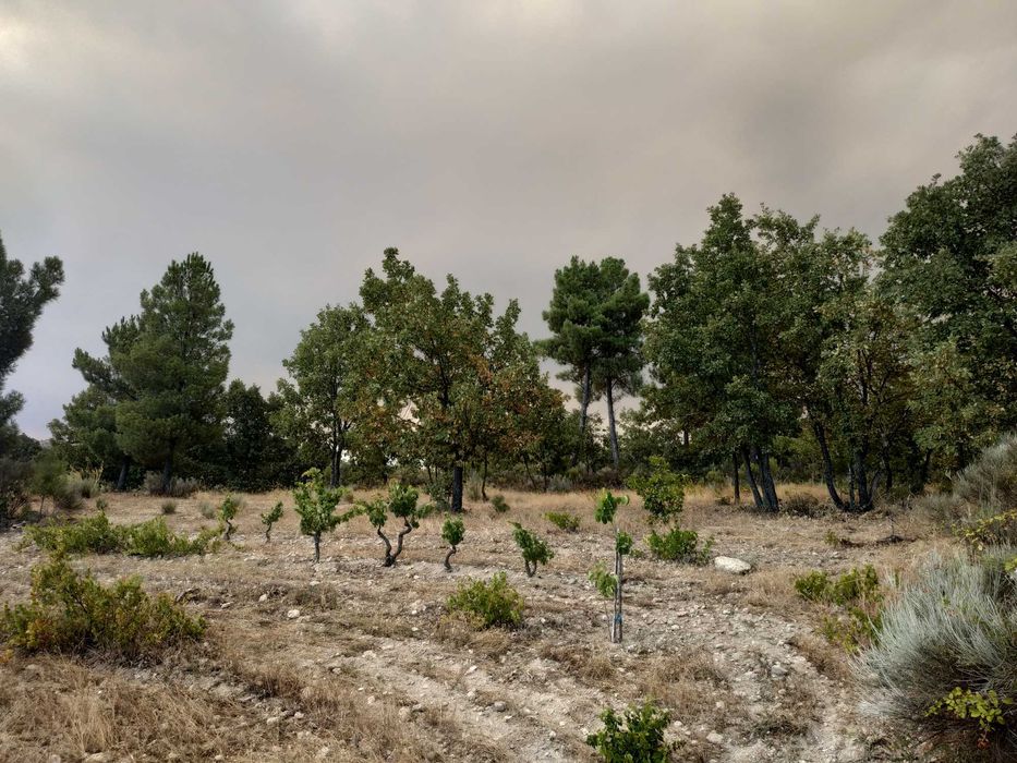 Terreno agrícola em activo.