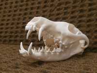 Naturalna czaszka lisa rudego -dł.14,13cm