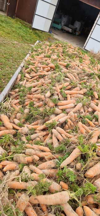 Sprzedam marchew jadalną