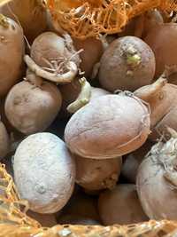 Ziemniaki sadzeniaki SATINA
