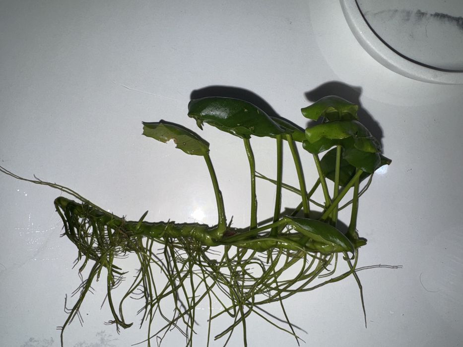 Duzy Anubias nana round leaf