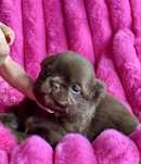 ***Chihuahua Cudowny chłopczyk***