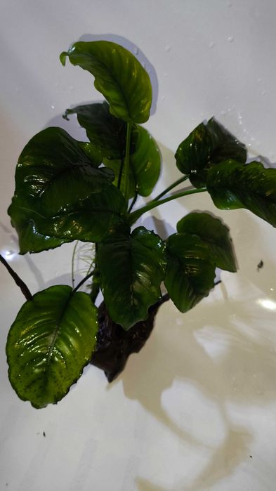 rośliny ANUBIAS akwarium