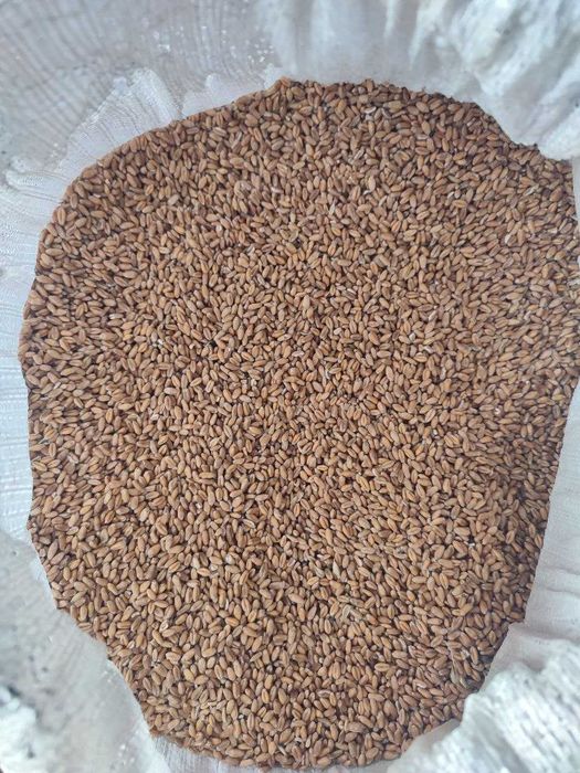 Пшениця (зимова)