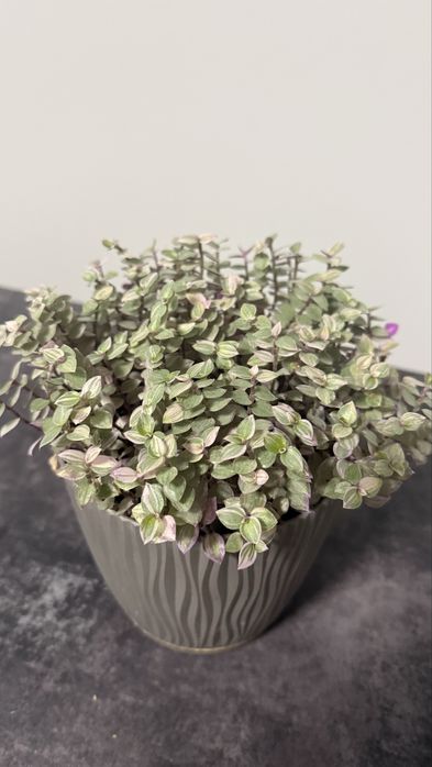 Традесканція триколор сциндапсус епіпремнум