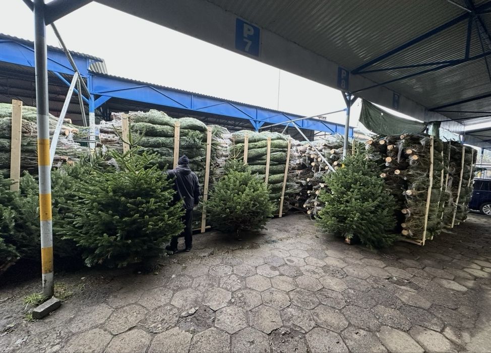Jodła Kaukaska Choinka/Choinki Importer HURT/DETAL