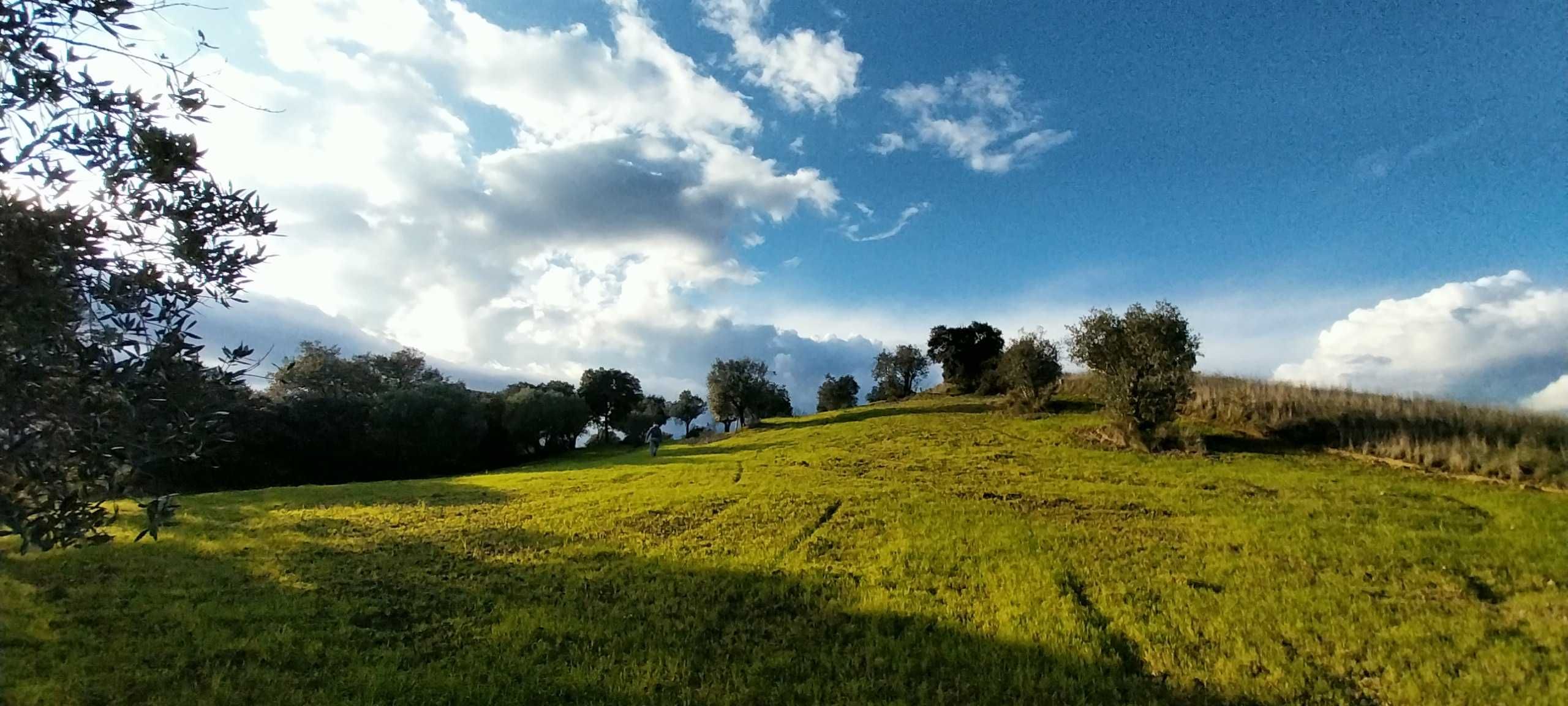 Terreno rústico, 6600 m2, Torres Novas
